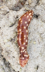 Holothuria hilla