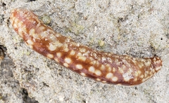 Holothuria hilla
