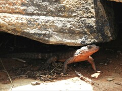 Karusasaurus polyzonus