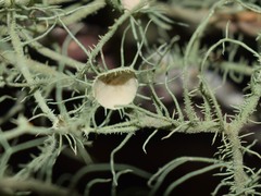 Usnea intermedia