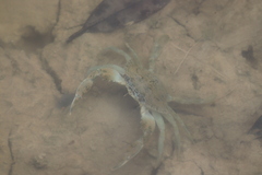 Decapoda