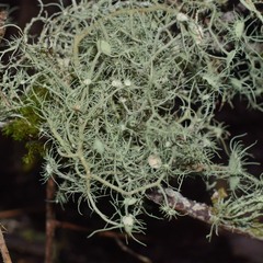 Usnea intermedia