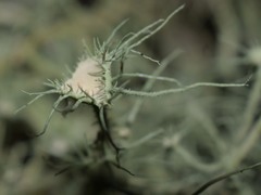 Usnea intermedia
