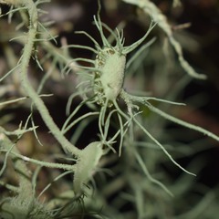 Usnea intermedia