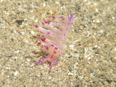 Coryphellina lotos