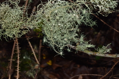 Usnea intermedia
