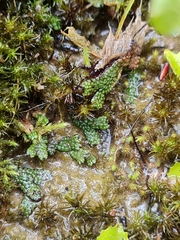 Marchantia macropora