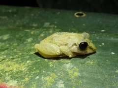 Pristimantis ridens
