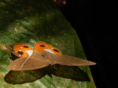 Pierella nereis