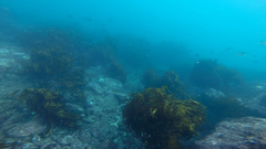 Lessonia trabeculata