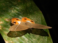 Pierella nereis