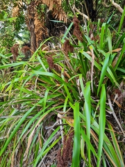 Machaerina sinclairii