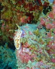 Goniobranchus coi