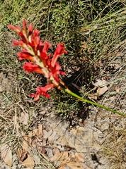 Tritoniopsis triticea