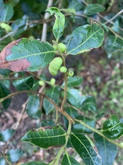 Glochidion ferdinandi