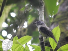 Dysithamnus mentalis