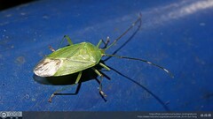 Urolabida