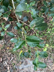 Glochidion ferdinandi