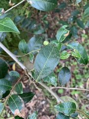 Glochidion ferdinandi