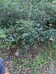 Glochidion ferdinandi