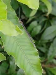 Paracercion calamorum