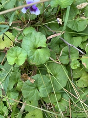 Viola banksii