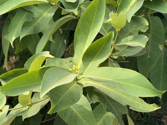 Syzygium samarangense