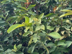 Syzygium samarangense