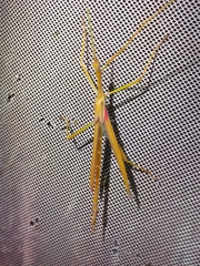 Tropidoderus gracilifemur