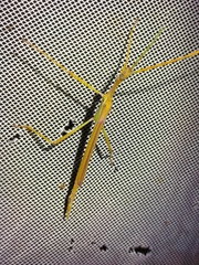 Tropidoderus gracilifemur