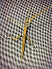 Tropidoderus gracilifemur