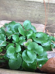 Packera obovata
