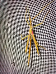 Tropidoderus gracilifemur