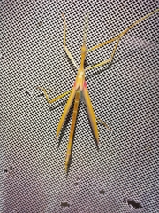 Tropidoderus gracilifemur