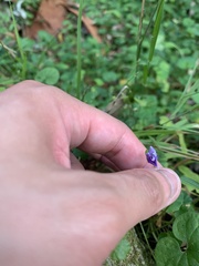 Viola banksii