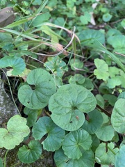 Viola banksii