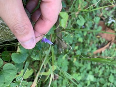 Viola banksii