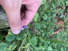 Viola banksii