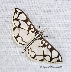Polythlipta peragrata
