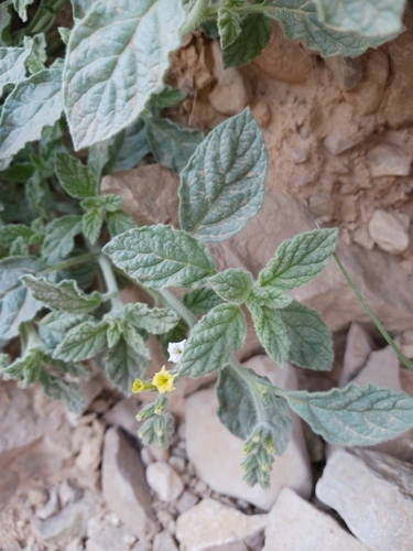 Image of Heliotropium arbainense by (c) Cos, some rights reserved (CC BY-SA)