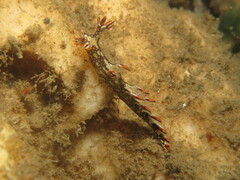 Bornella anguilla