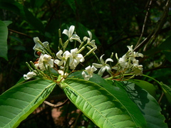 Holarrhena pubescens