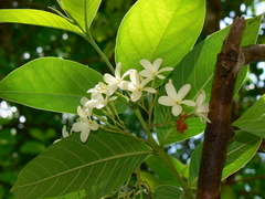 Holarrhena pubescens