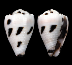 Conus ebraeus