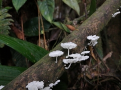 Marasmiellus