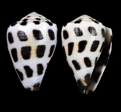 Conus ebraeus