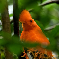 Rupicola rupicola