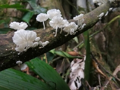 Marasmiellus