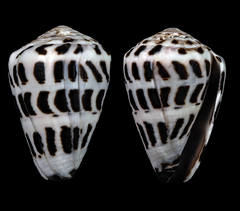 Conus ebraeus
