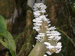 Marasmiellus